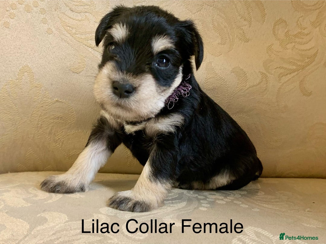 Miniature Schnauzer dogs for sale:  Kc Reg, BVA eye tested Mini schnauzer  - Image 5