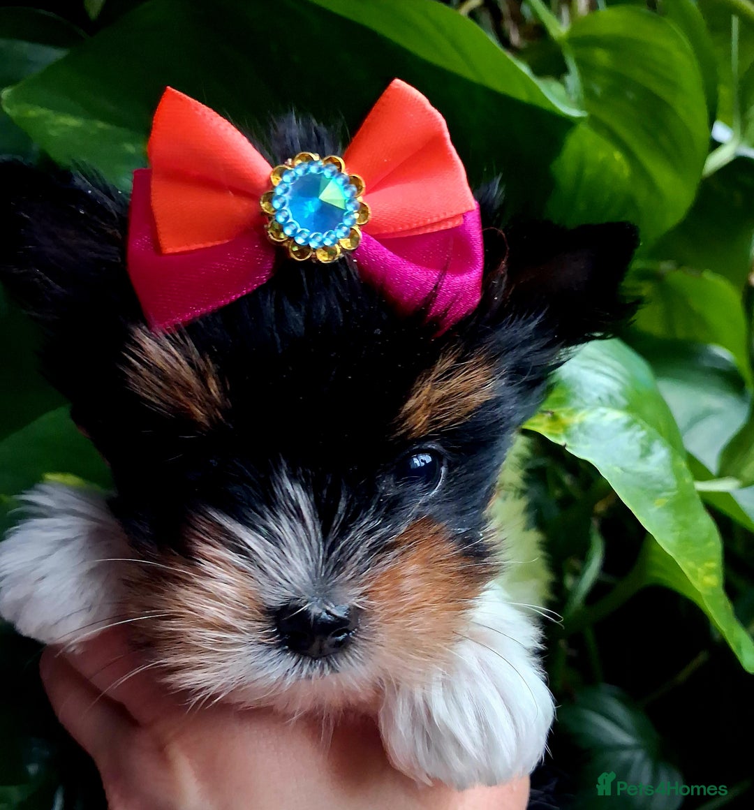 Biewer Terrier dogs for sale: Beautiful 2 mini girls - Advert 29