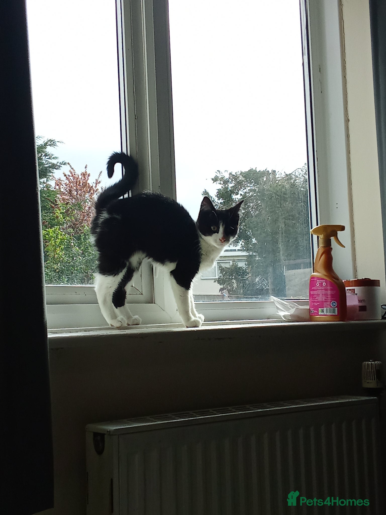 Mixed Breed cats Gorgeous kitten looking for his forever home - Advert 5