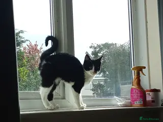 Mixed Breed cats Gorgeous kitten looking for his forever home - Advert 5