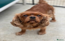 Cavalier King Charles Spaniel dogs for sale: Adult female cavalier King Charles (spayed)  - Image 2