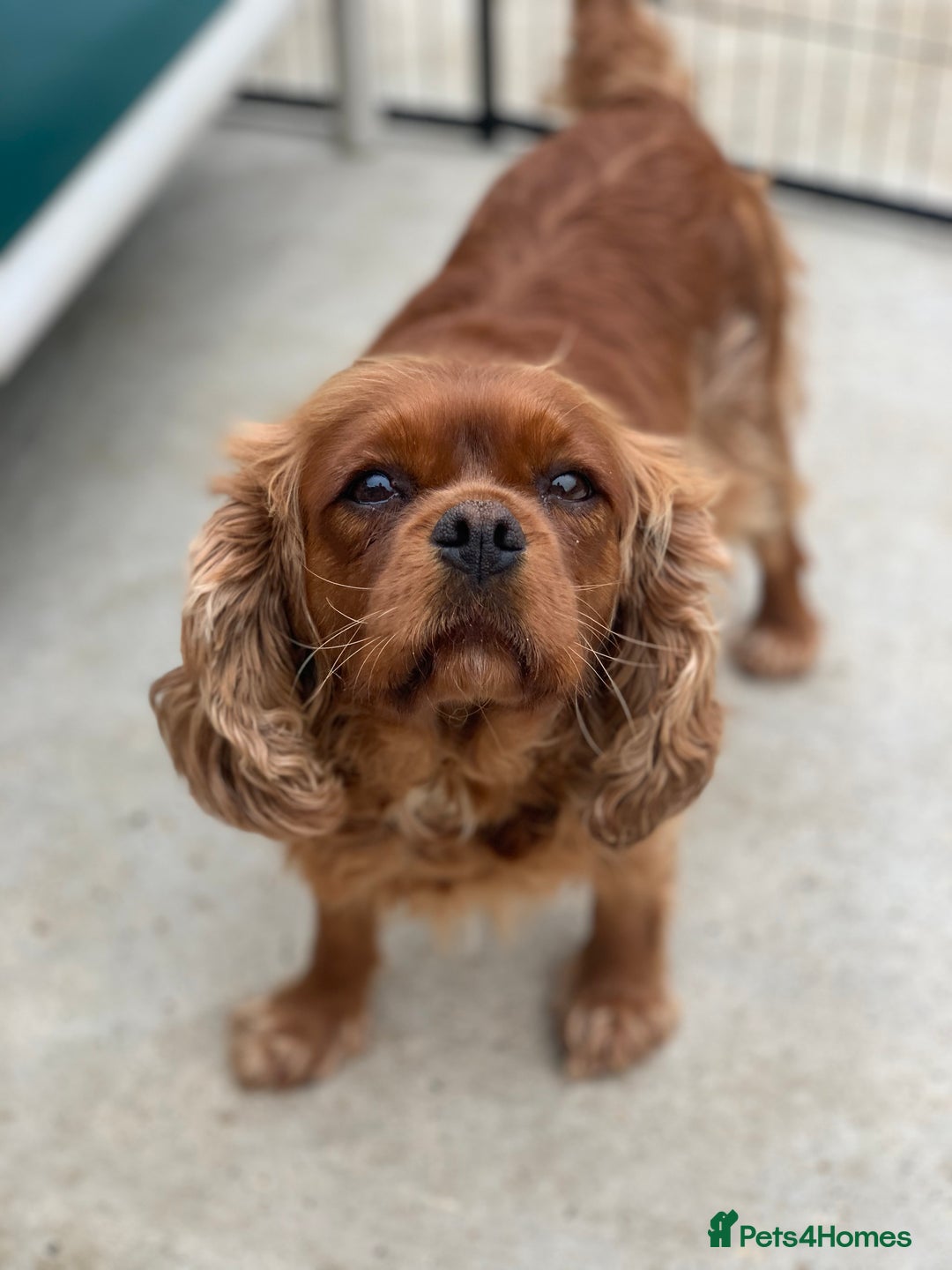 Cavalier King Charles Spaniel dogs for sale: Adult female cavalier King Charles (spayed)  - Image 2