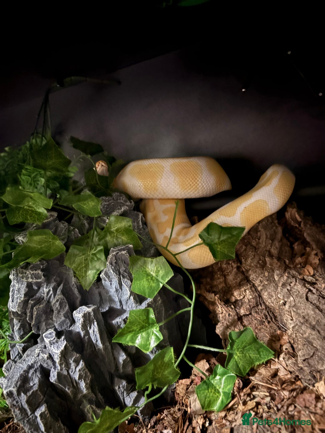 Python Snake reptiles for sale: Albino Het Pied male ball python + setup - Advert 1