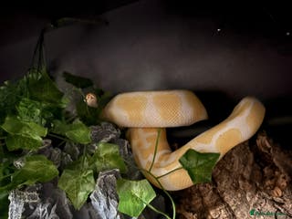 Python Snake reptiles Albino Het Pied male ball python + setup - Advert 8