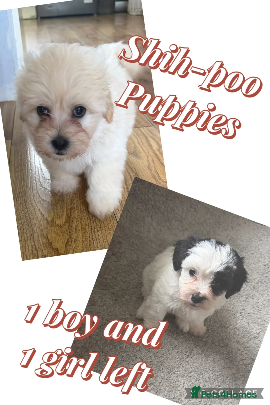Shihpoo dogs for sale: Gorgeous shihpoo puppies for sale - Advert 1