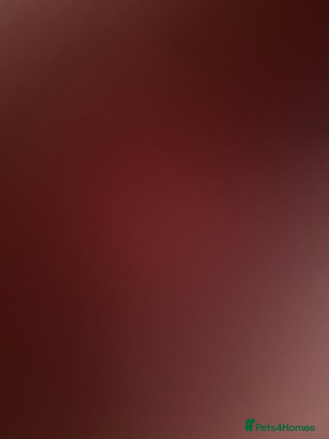 British Shorthair cats for sale: Ragdoll x British blue - Advert 3