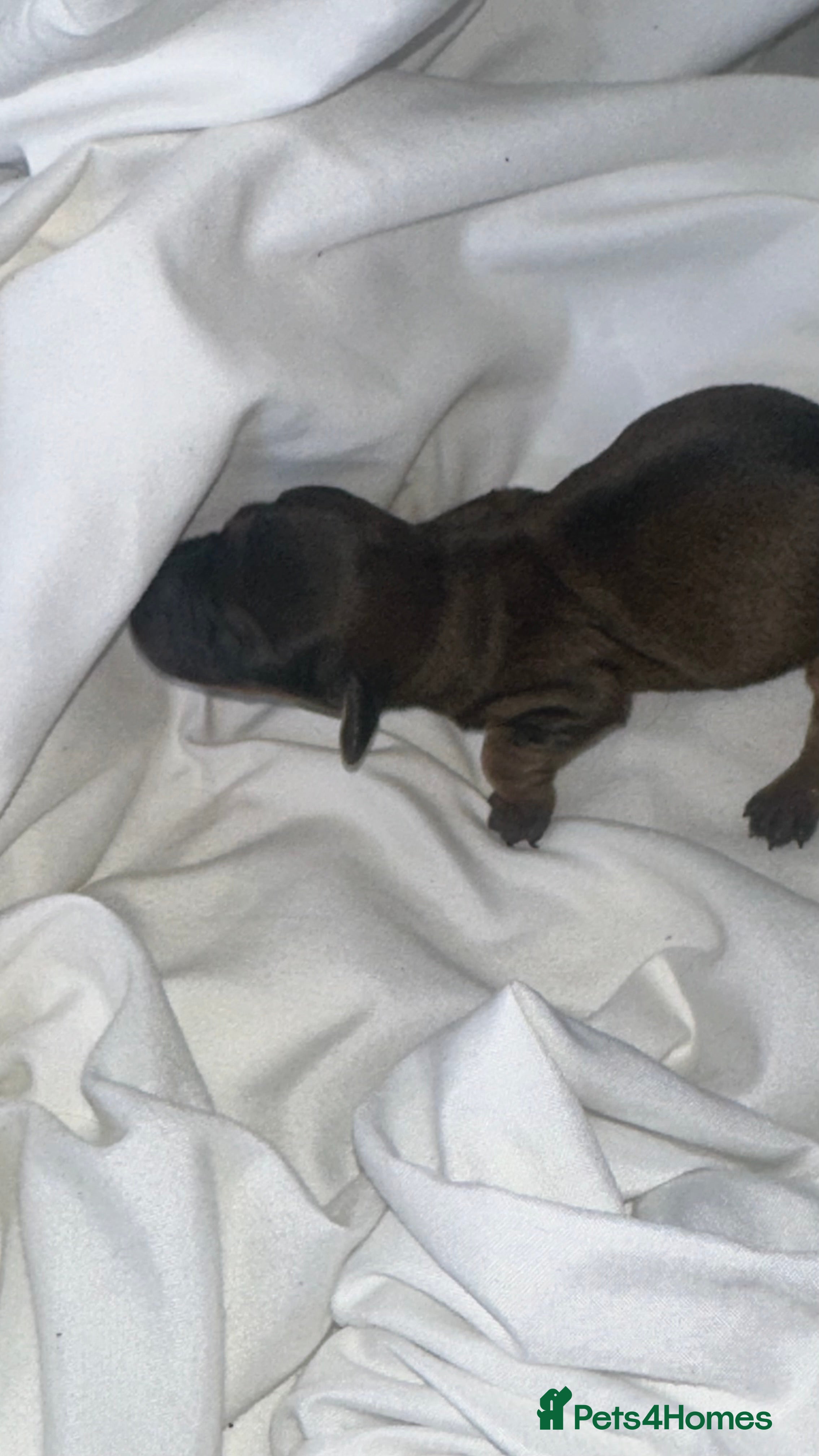 Dachshund dogs KC REG long haired miniature dachshund - Advert 2