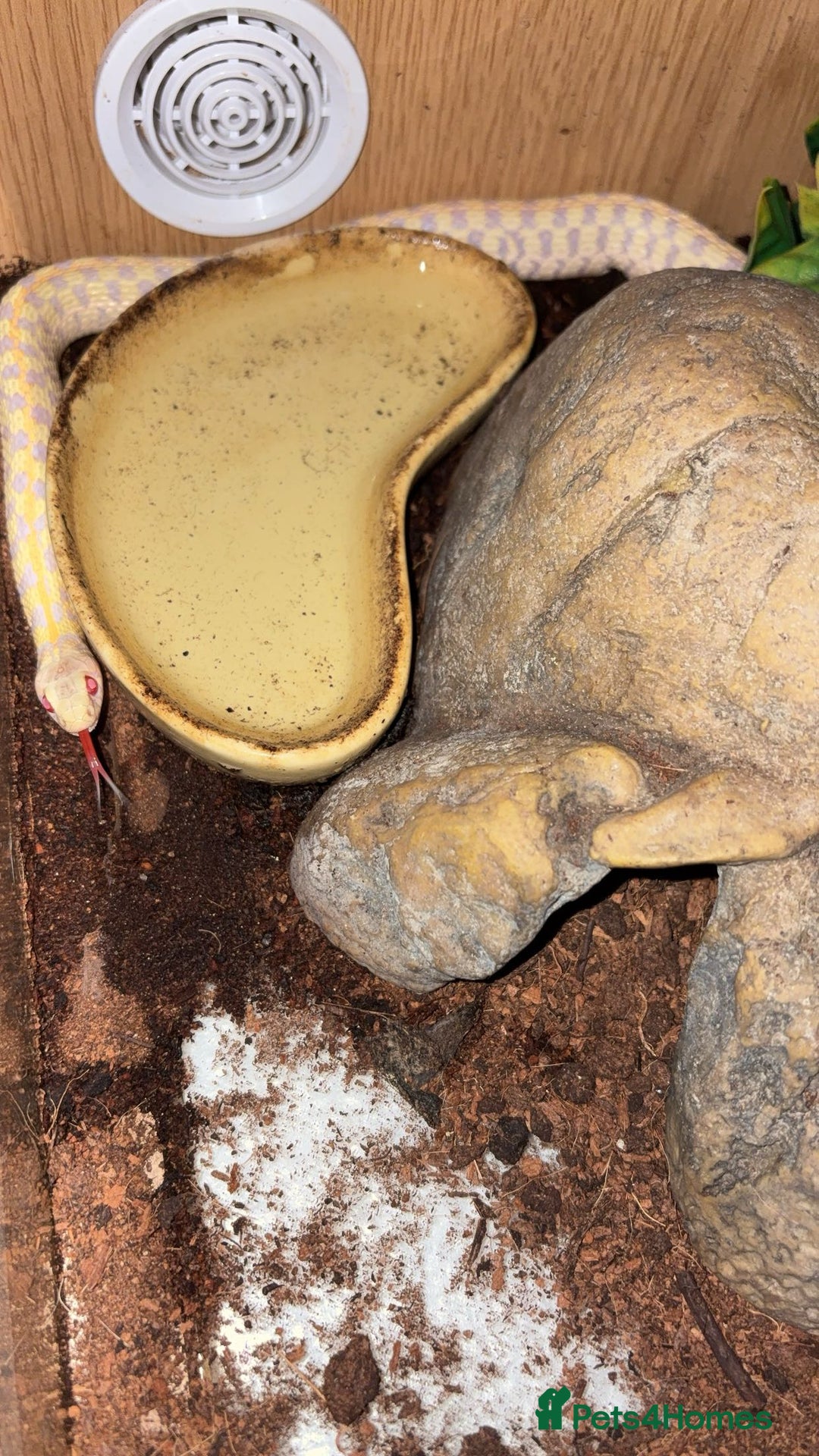 Garter Snake reptiles for sale: Male albino garter snake plus Viv+heat mat  - Advert 3