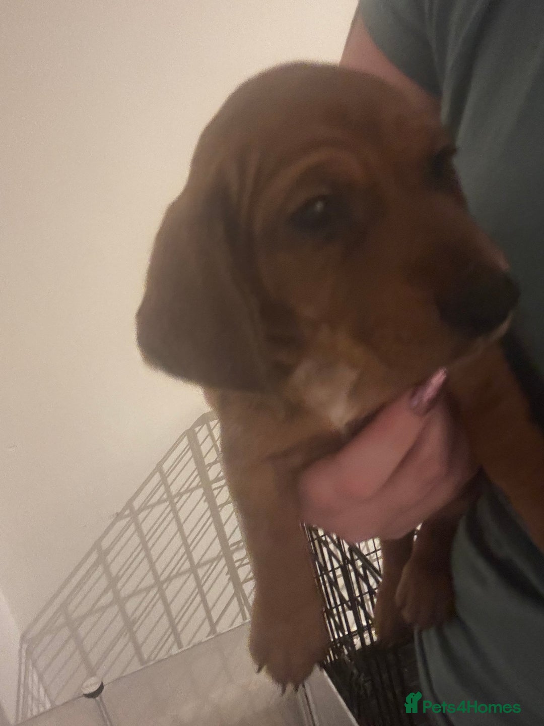 Mixed Breed dogs for sale: Cocker spaniel x bagal x miniature dashound - Advert 3