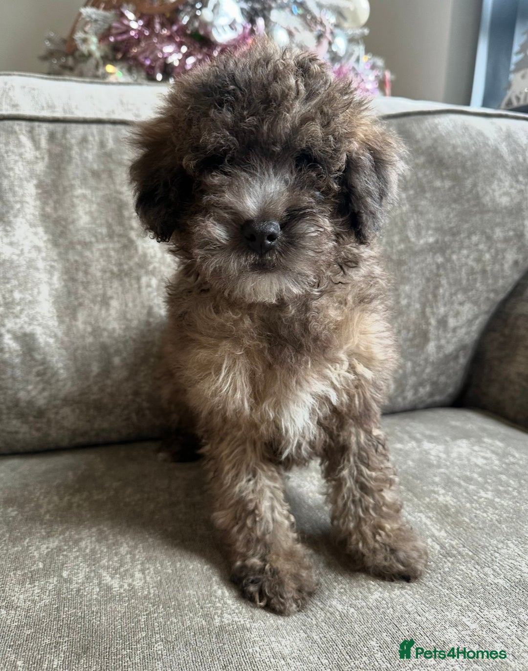 Cockapoo dogs for sale: Outstanding Cockapoos’s  - Advert 10