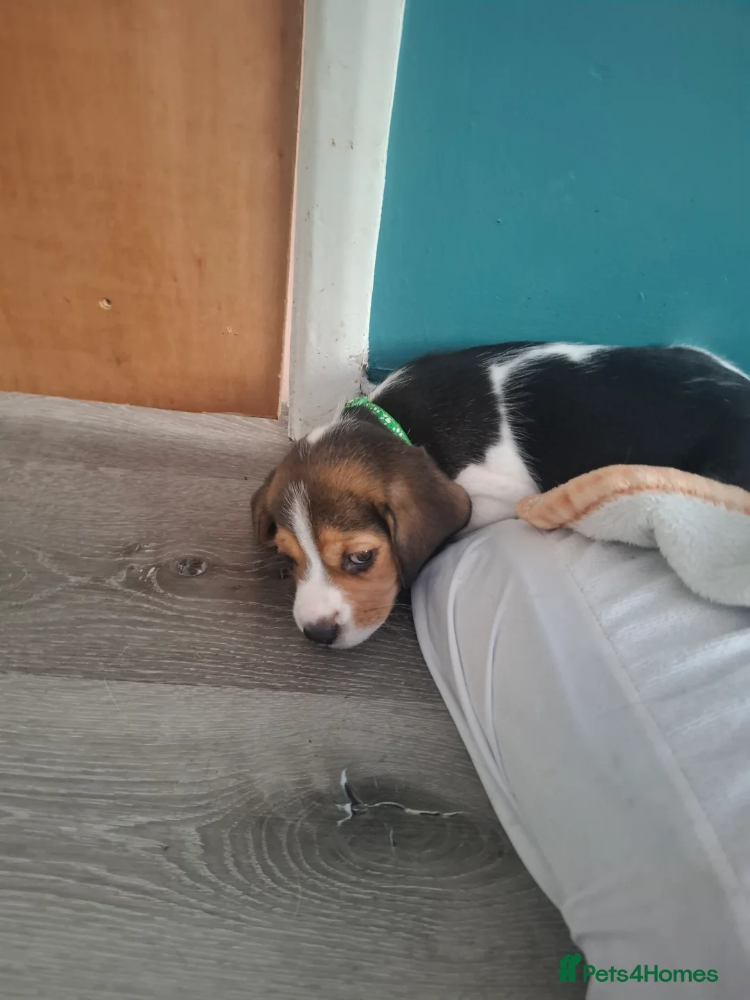 Beagle dogs for sale: Beautiful beagle puppies  - Advert 2