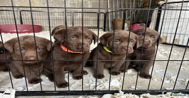 Labrador Retriever dogs - Advert 3