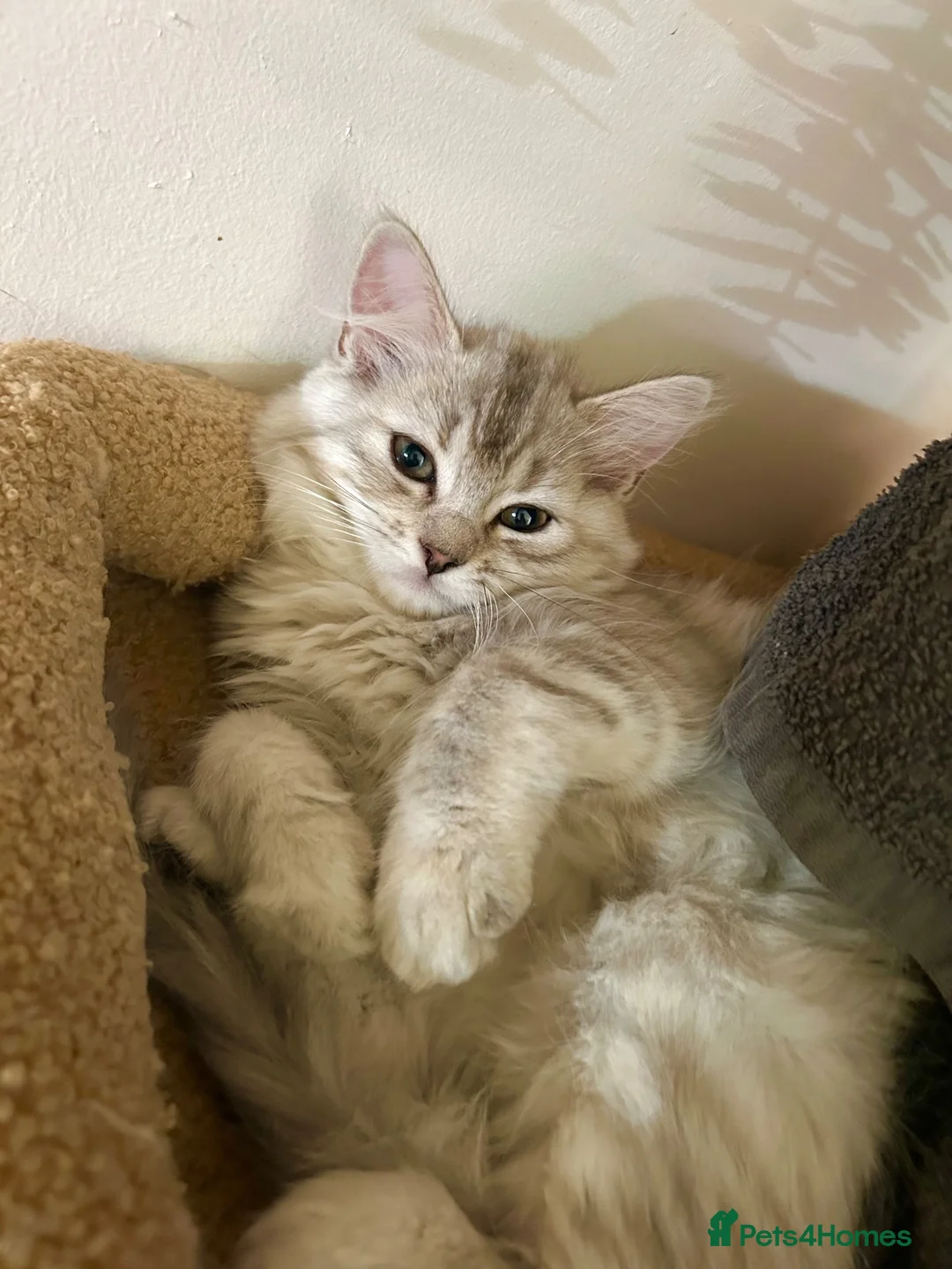 Persian cats for sale: READY 7-Persian kittens for sale males & Females - Advert 2