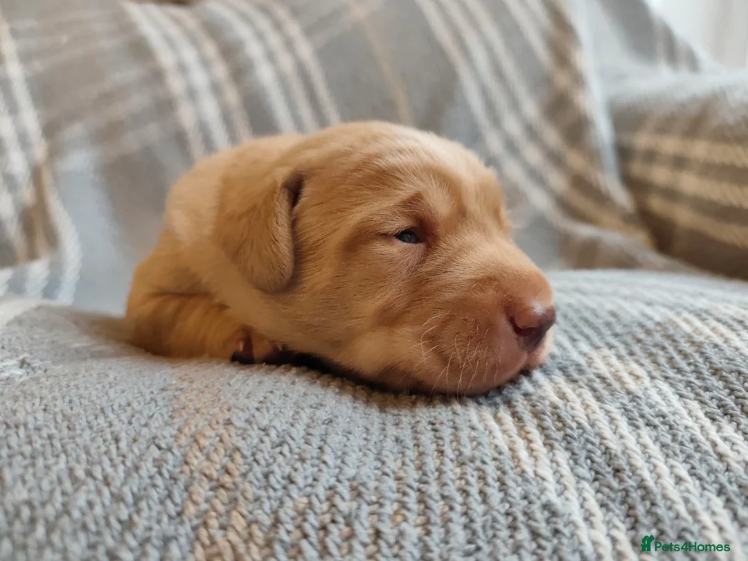Labrador Retriever dogs for sale: Fox Red Pedigree Labrador Litter - Advert 15
