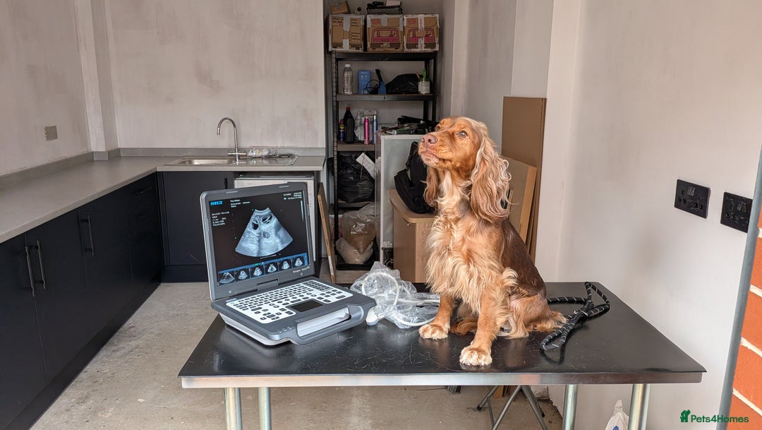 Cocker Spaniel dogs for sale: Kc Reg - Working Cocker Spaniel Puppies DNA Tested - Advert 10