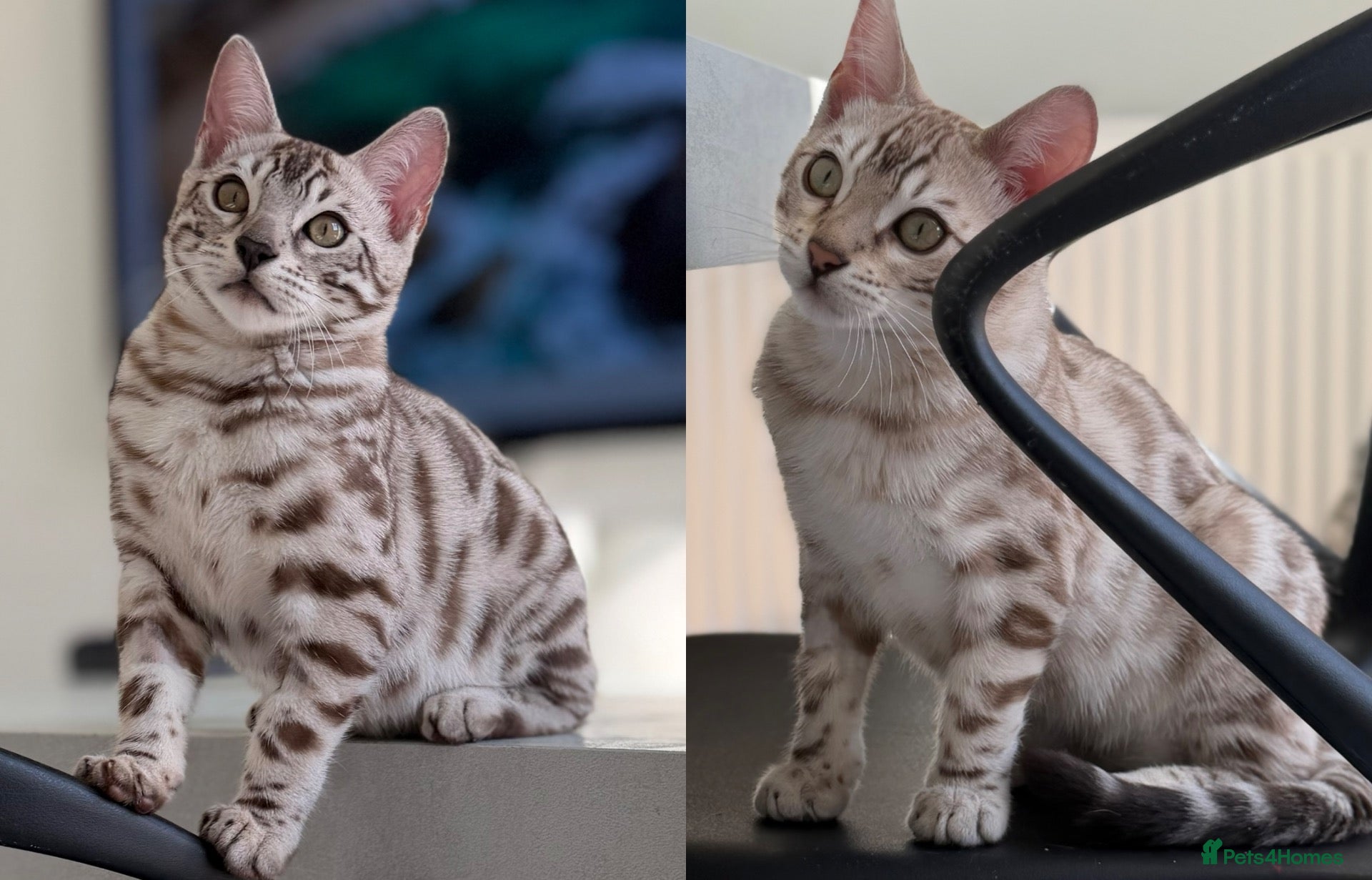 Bengal cats Last Two Boys! Snow Bengals - TICA Full Pedigree  - Advert 6