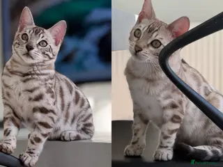 Bengal cats Last Two Boys! Snow Bengals - TICA Full Pedigree - Advert 6