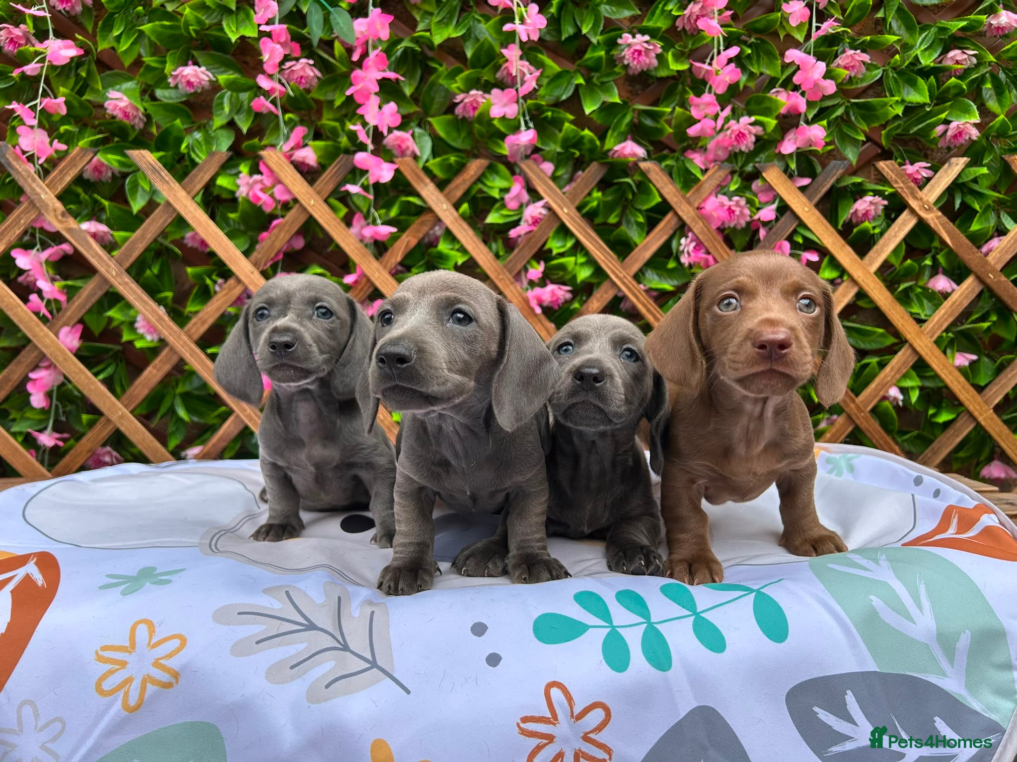 Dachshund dogs SOLID COLOUR MINI DAXI KC REG PRA CLEAR - Advert 1