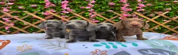 Dachshund dogs for sale: SOLID COLOUR MINI DAXI KC REG PRA CLEAR - Advert 1