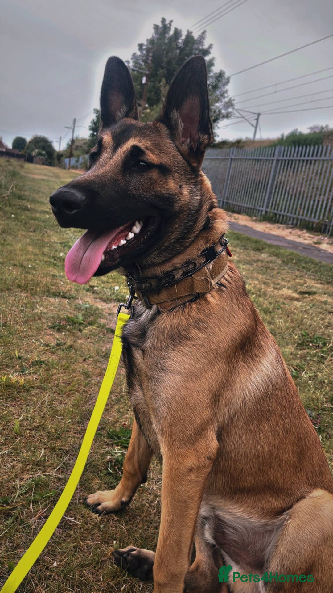 Belgian Shepherd Dog dogs for sale: Belgian mallinos pup - Image 14