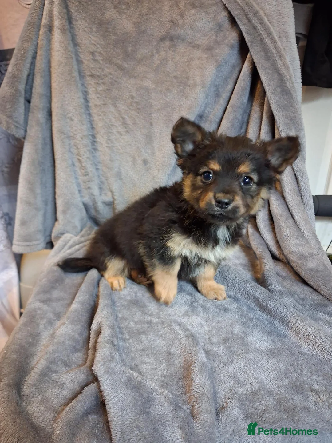 Pomchi dogs for sale: 3 beautiful Pomchi - Advert 8