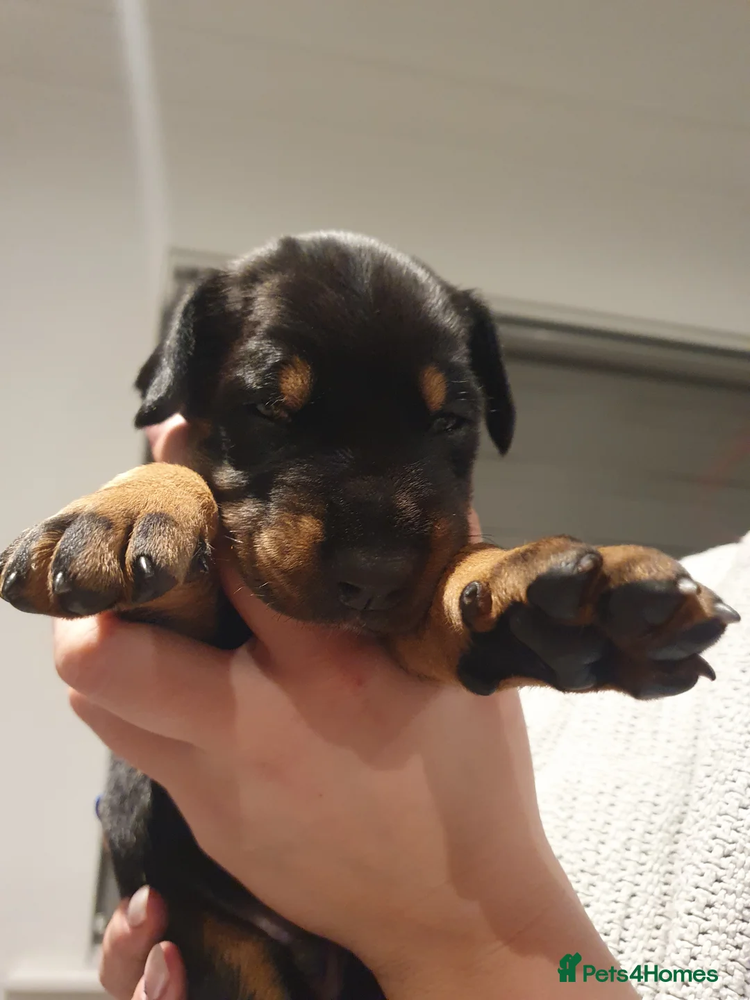 Dobermann dogs for sale: Dobermann puppies  - Advert 3