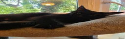 Maine Coon cats for sale: 3 maine coon kittens  - Advert 13