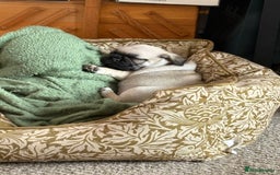 Mixed Breed dogs for sale: Beautiful baby Pugs for sale  - Image 6