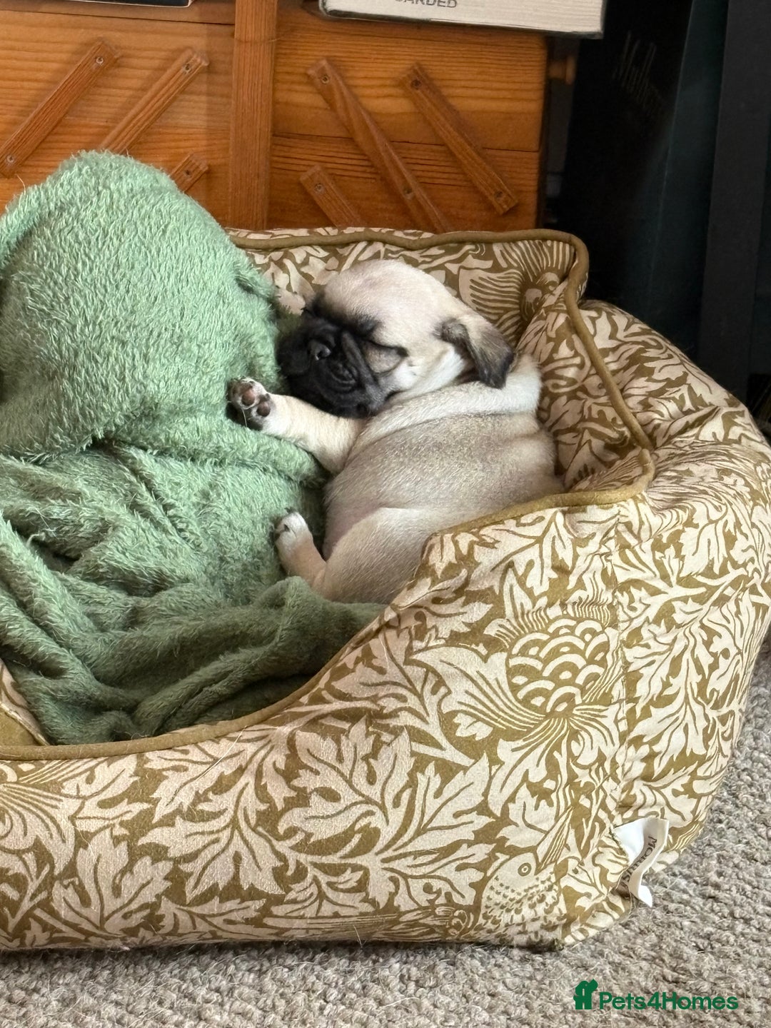 Mixed Breed dogs for sale: Beautiful baby Pugs for sale  - Image 6