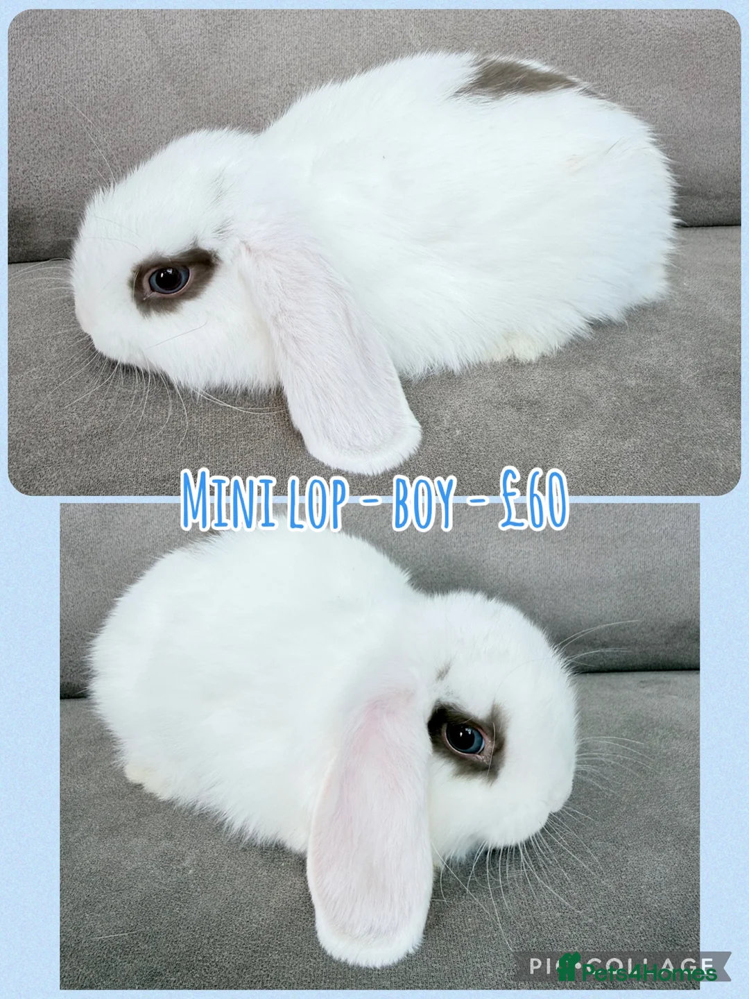 Mini Lop rabbits for sale: Mini Lop Rabbits - Advert 2