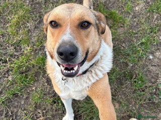 Mixed Breed dogs - Advert 12