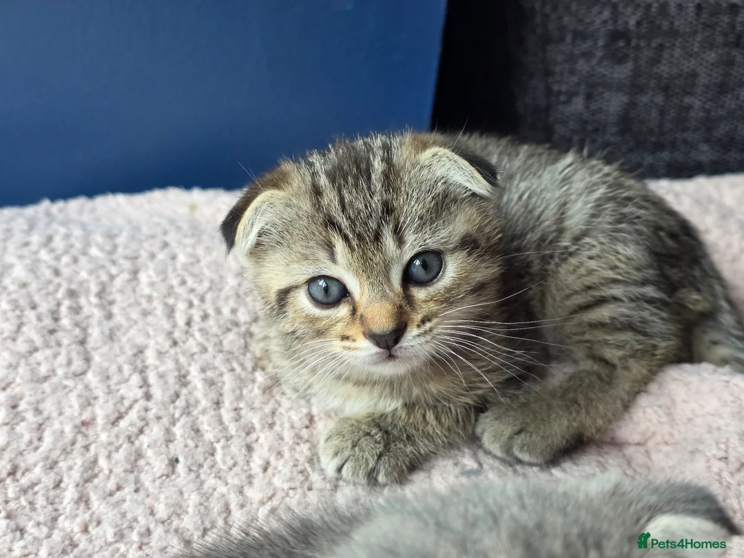 Scottish Fold cats for sale: Beautiful Scottish Fold Grey kittens for sale - Advert 15