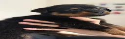 Rottweiler dogs for sale: Only 4 Beautiful Rottweiler Pups Ready in 2 weeks  - Advert 34