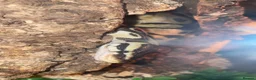 Python Snake reptiles for sale: Pastel Royal python - Advert 4