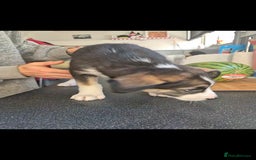 Mixed Breed dogs for sale: Husky mix puppies. Ready to leave! - Image 13