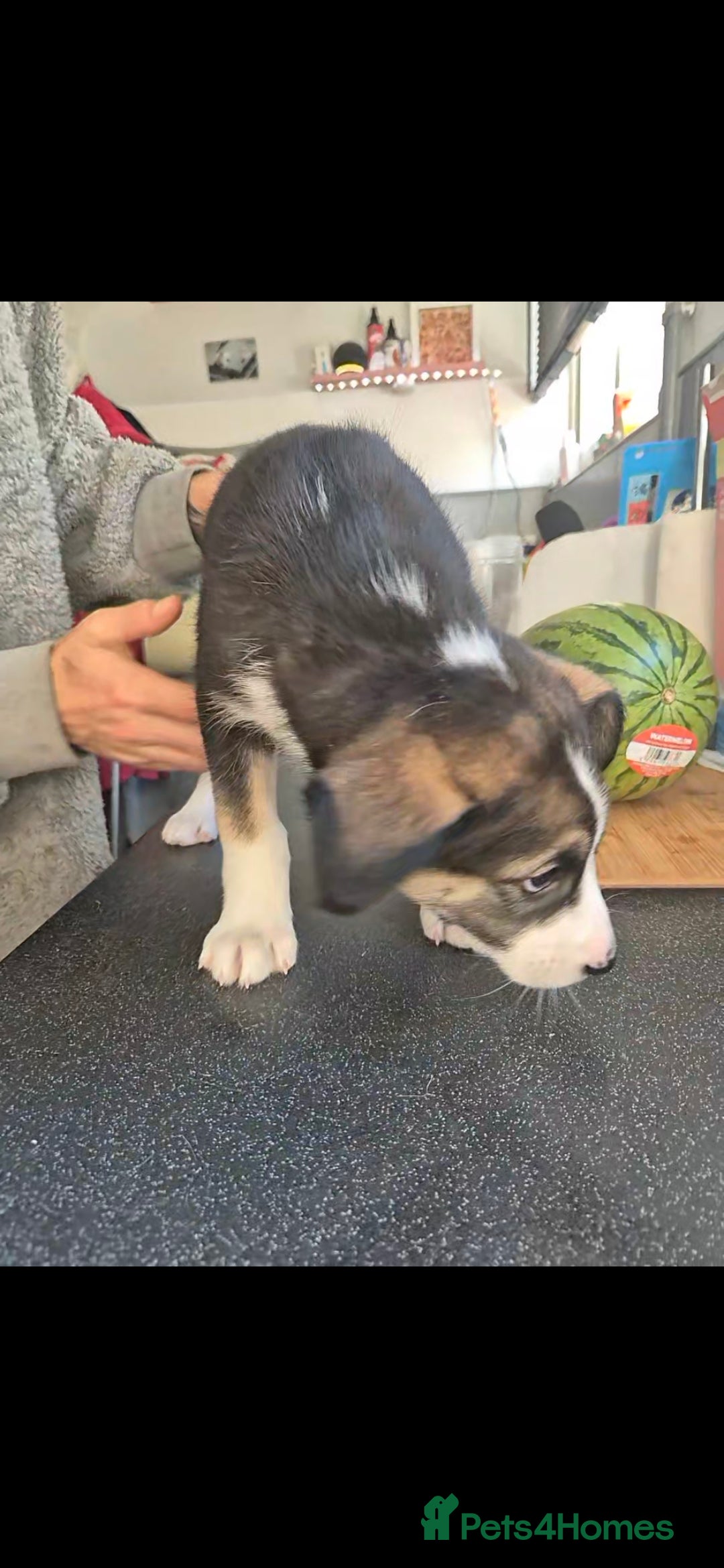 Mixed Breed dogs for sale: Husky mix puppies. Ready to leave! - Image 13