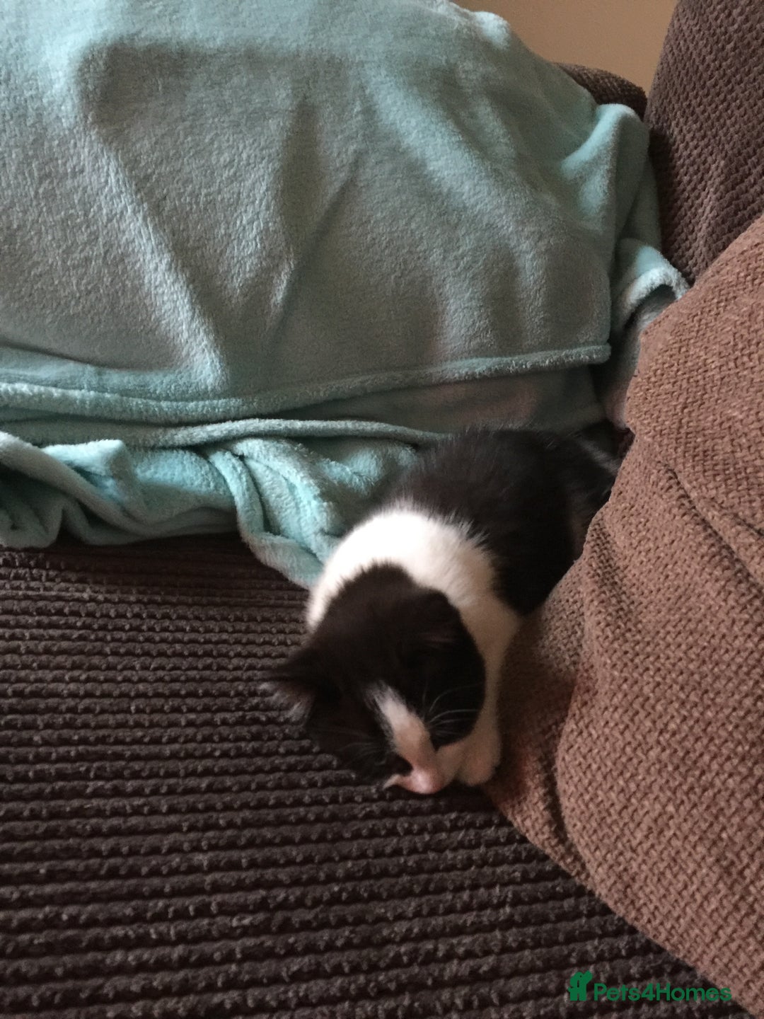 British Shorthair cats for sale: Roxxy - with a double X  - Image 6