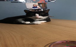 Mixed Breed cats for sale: Cats  - Image 1