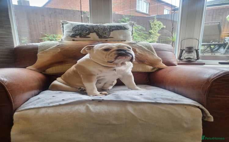 English Bulldog dogs - Advert 5