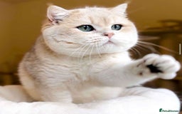 British Shorthair cats for sale: 3 YRS OLD Blue golden bsh TICA reg  - Image 1