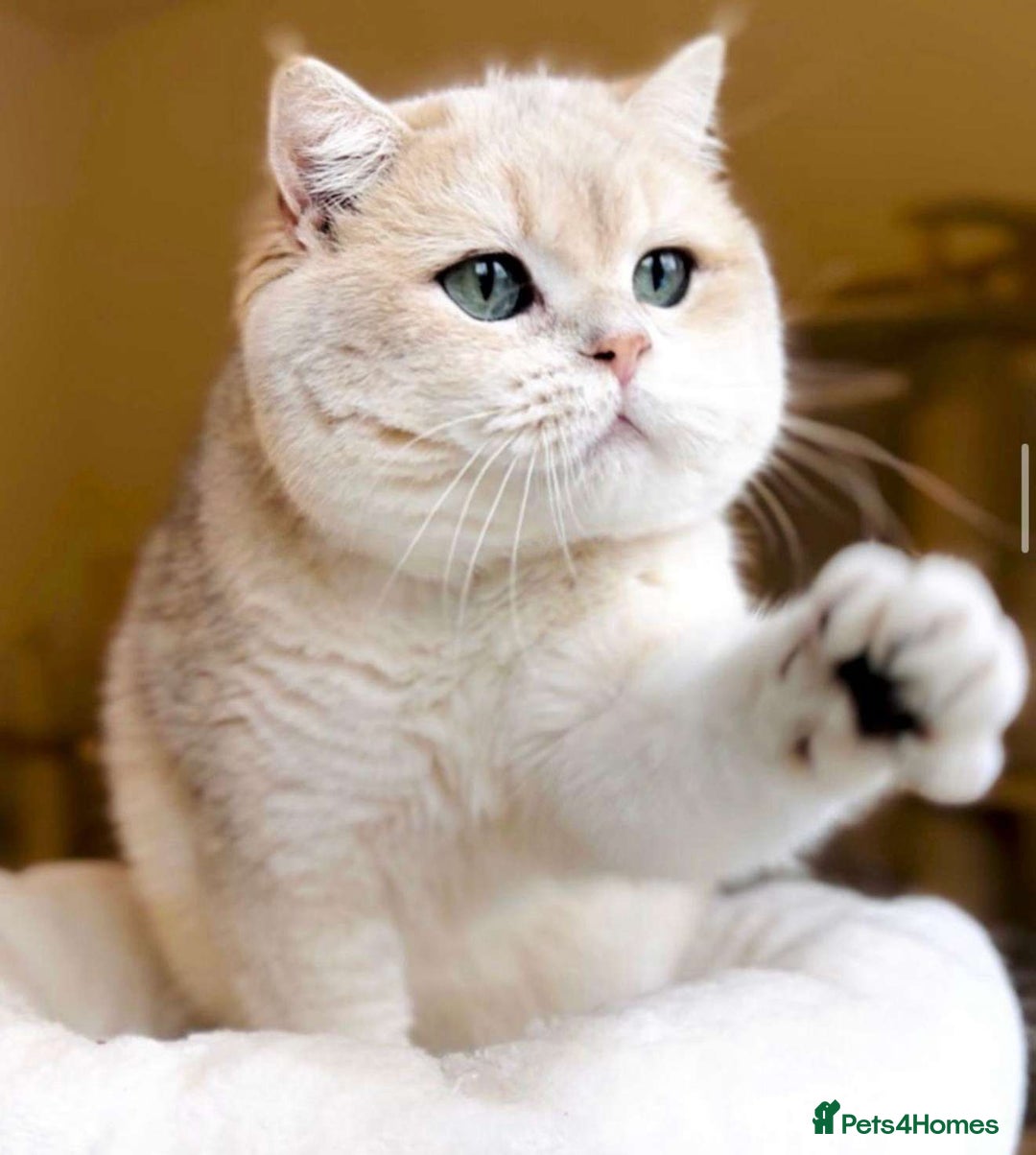 British Shorthair cats for sale: 3 YRS OLD Blue golden bsh TICA reg  - Image 1