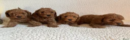 Cockapoo dogs for sale: F1b cockapoo puppies - DNA health test clear  - Advert 3