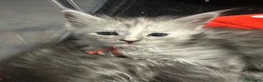 Maine Coon 7 black silver tabby 