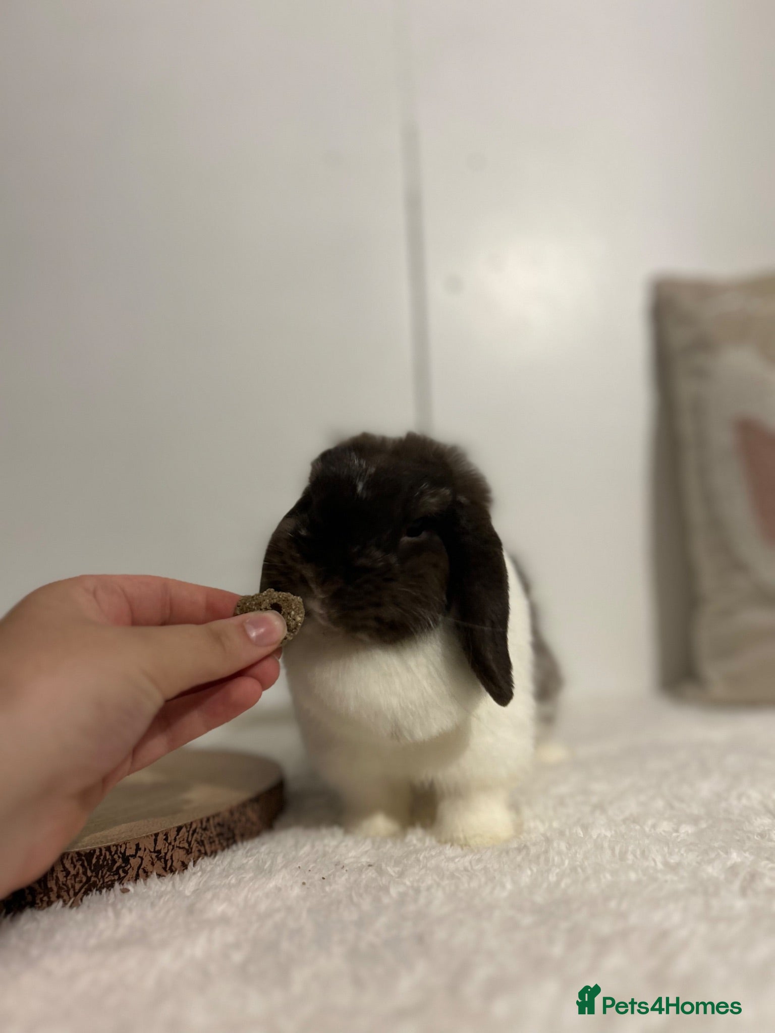 Mini Lop rabbits Purebred minilops ready to leave - Advert 2