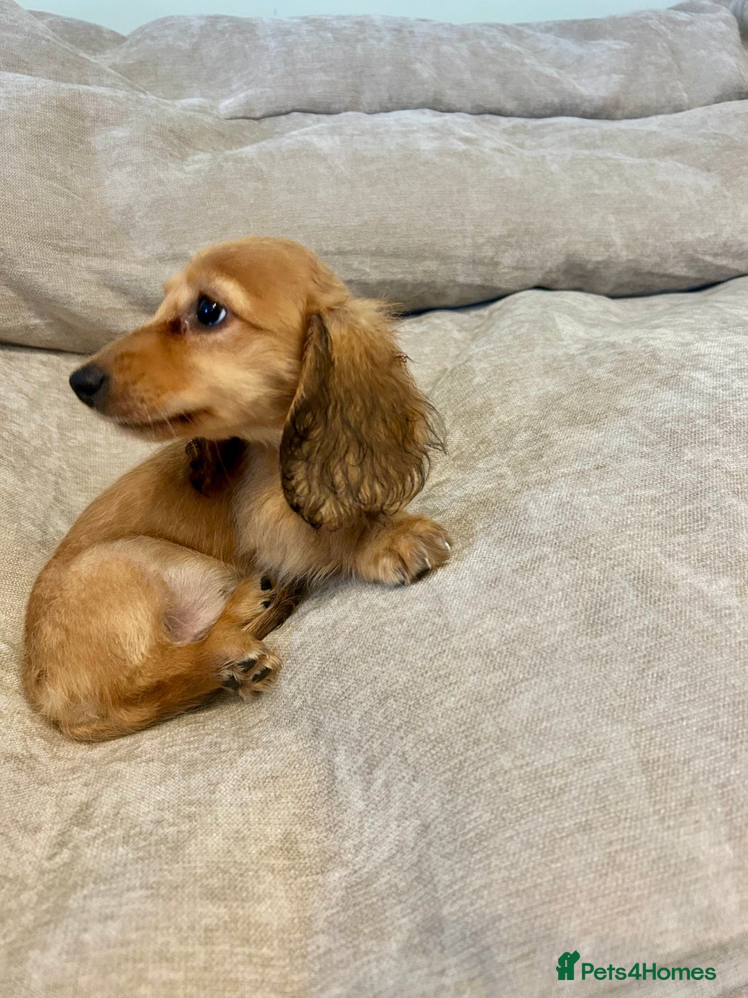 Miniature Dachshund dogs for sale:  LAST ONE - Long Haired Miniature Dachshund - Image 3