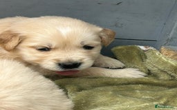 Golden Retriever dogs for sale: Superb litter Kc reg health tested goldens - Image 4
