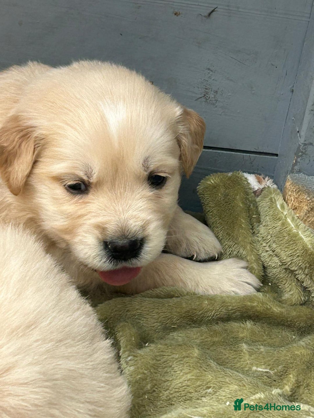 Golden Retriever dogs for sale: Superb litter Kc reg health tested goldens - Image 4