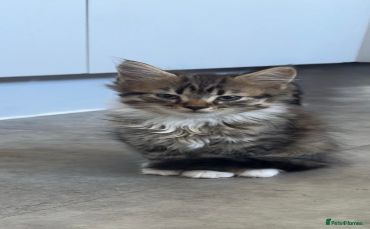 Maine Coon cats - Advert 1