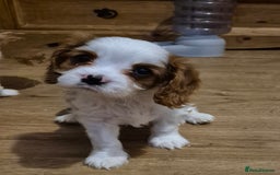Cavalier King Charles Spaniel dogs for sale: Fully vaccinated & ready for his forever home - Advert 2