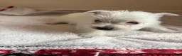 West Highland Terrier dogs for sale: 2 stunning west highland terrier puppies for sale  - Advert 2